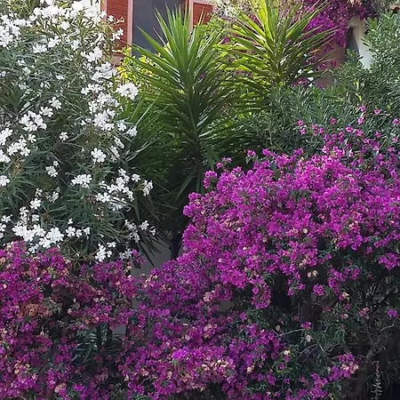 - Mirtilla - Sea View Terrace